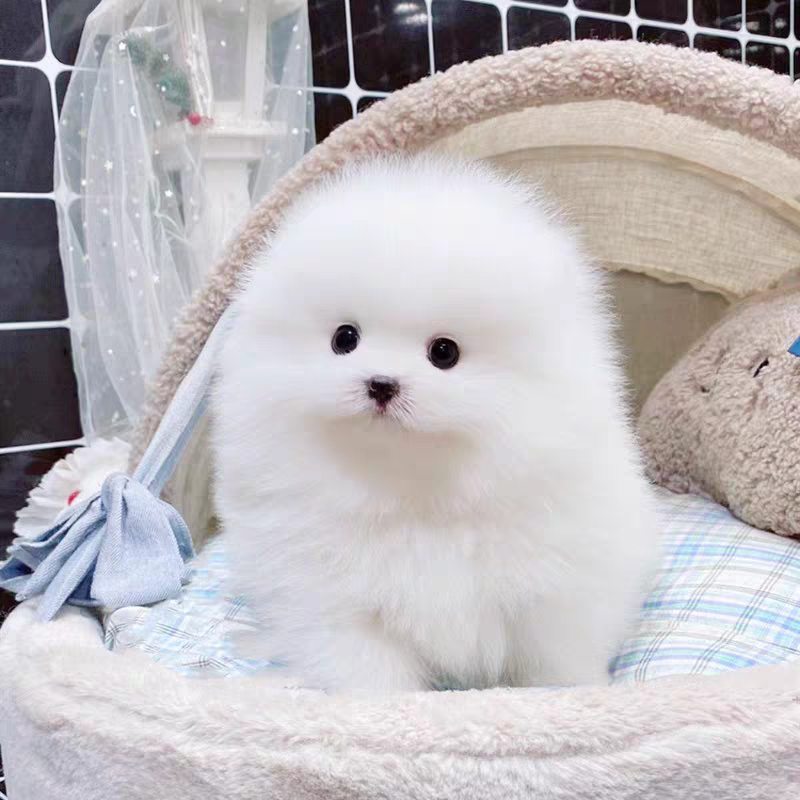 狗舍直销批发价格出售博美犬